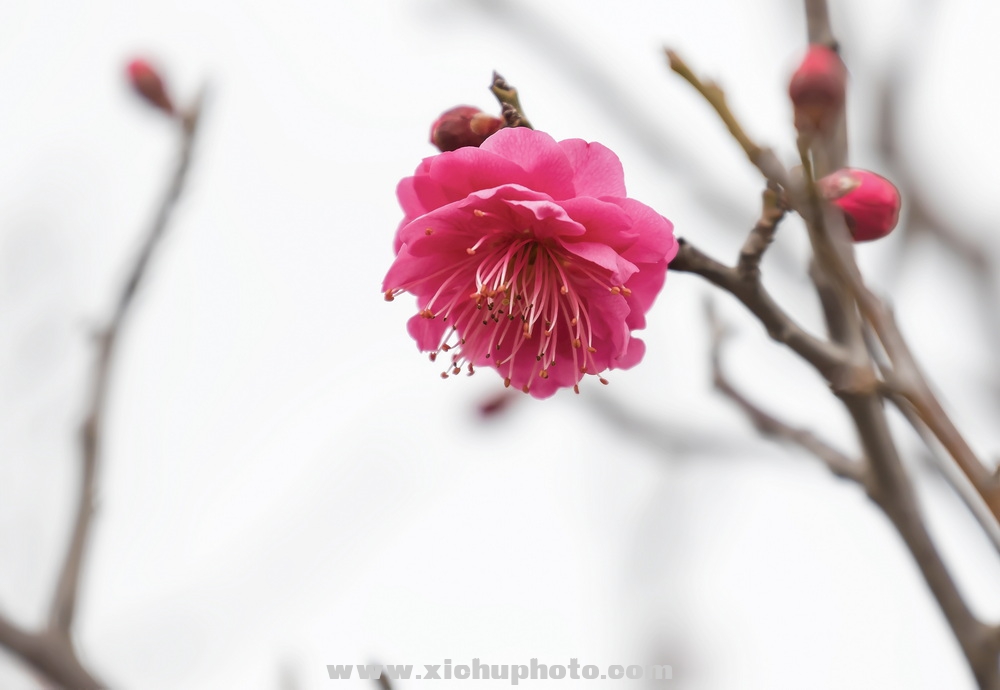 210213D7˫005.jpg