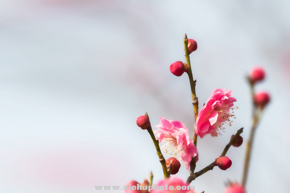 210210D7ѩ幫԰025.jpg