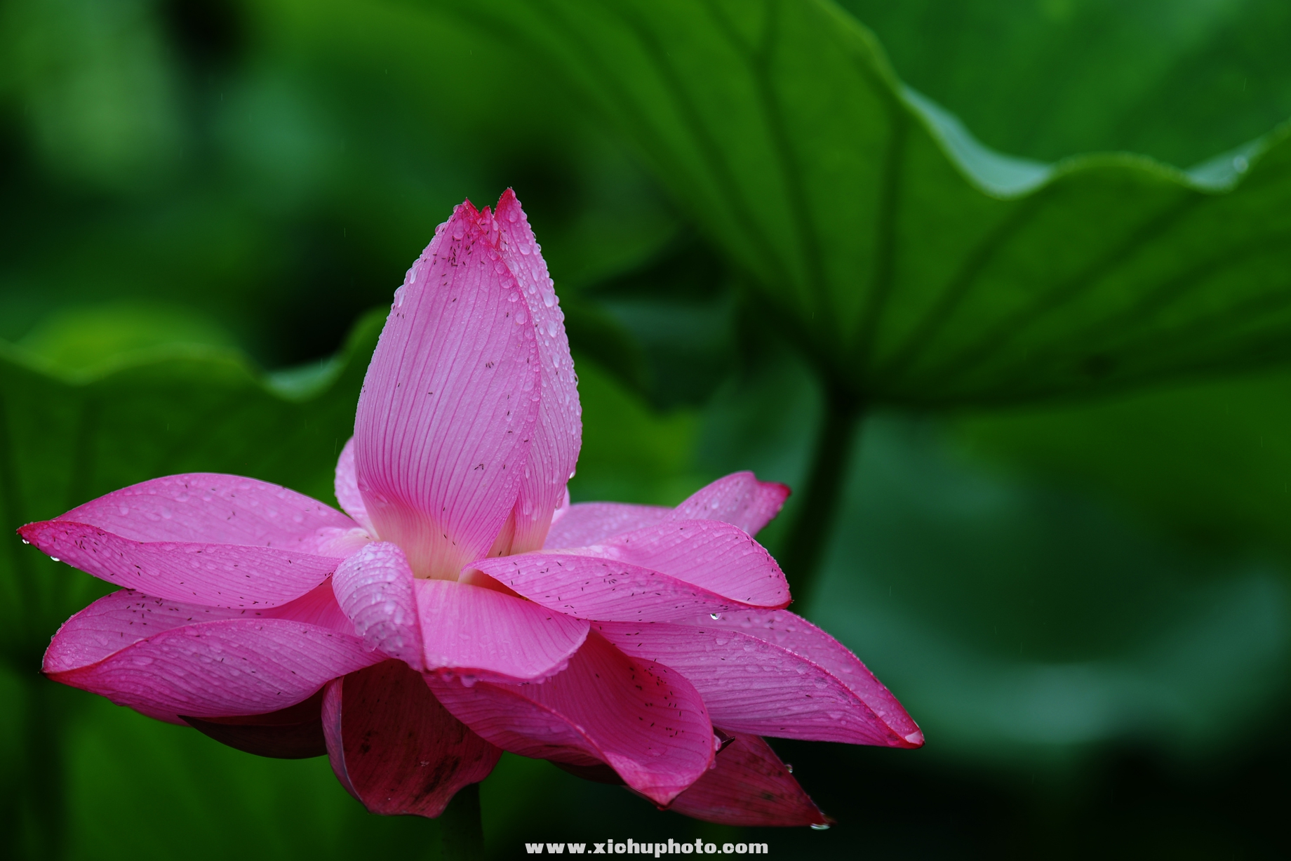 DSC_3043ih.jpg