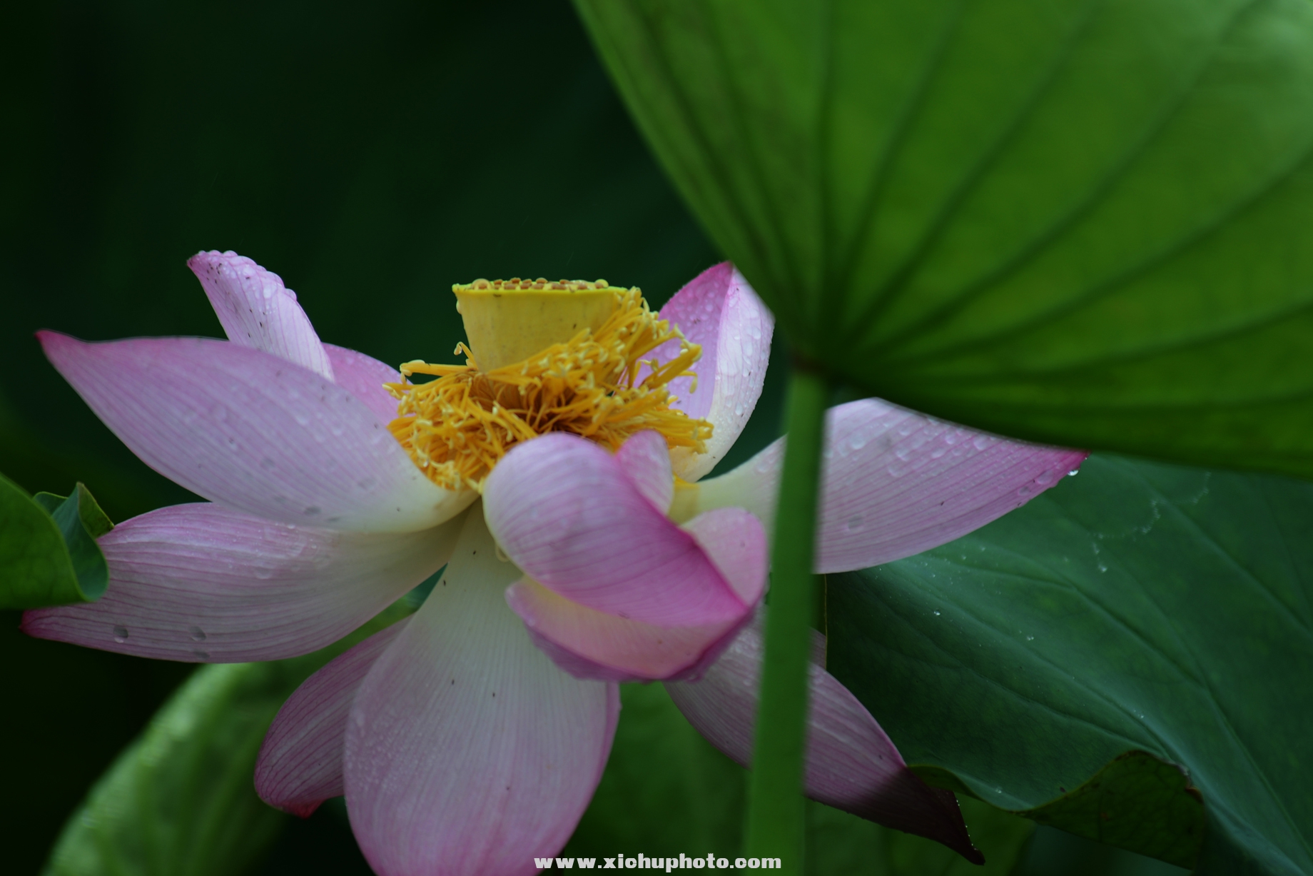 DSC_3045ih.jpg